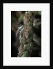 Macrosiphum rosae (rose aphid) by Anonymous