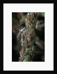 Macrosiphum rosae (rose aphid) by Anonymous