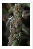 Macrosiphum rosae (rose aphid) by Anonymous
