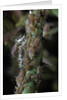 Macrosiphum rosae (rose aphid) by Anonymous
