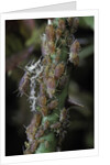 Macrosiphum rosae (rose aphid) by Anonymous