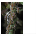 Macrosiphum rosae (rose aphid) by Anonymous
