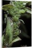 Macrosiphum rosae (rose aphid) by Anonymous