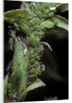 Macrosiphum rosae (rose aphid) by Anonymous