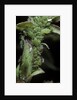 Macrosiphum rosae (rose aphid) by Anonymous