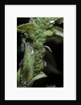 Macrosiphum rosae (rose aphid) by Anonymous