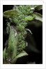 Macrosiphum rosae (rose aphid) by Anonymous