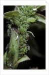 Macrosiphum rosae (rose aphid) by Anonymous