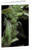 Macrosiphum rosae (rose aphid) by Anonymous