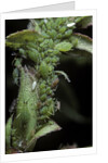 Macrosiphum rosae (rose aphid) by Anonymous