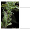 Macrosiphum rosae (rose aphid) by Anonymous