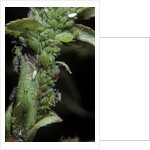 Macrosiphum rosae (rose aphid) by Anonymous