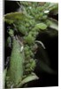 Macrosiphum rosae (rose aphid) by Anonymous