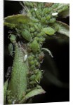 Macrosiphum rosae (rose aphid) by Anonymous