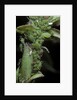 Macrosiphum rosae (rose aphid) by Anonymous