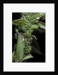 Macrosiphum rosae (rose aphid) by Anonymous