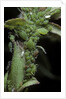 Macrosiphum rosae (rose aphid) by Anonymous