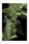 Macrosiphum rosae (rose aphid) by Anonymous