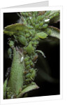 Macrosiphum rosae (rose aphid) by Anonymous