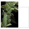 Macrosiphum rosae (rose aphid) by Anonymous