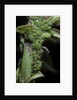 Macrosiphum rosae (rose aphid) by Anonymous