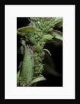 Macrosiphum rosae (rose aphid) by Anonymous
