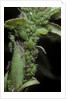 Macrosiphum rosae (rose aphid) by Anonymous