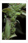 Macrosiphum rosae (rose aphid) by Anonymous