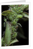Macrosiphum rosae (rose aphid) by Anonymous