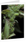 Macrosiphum rosae (rose aphid) by Anonymous