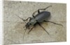 Carabus morbillosus cheminorum (ground beetle) by Anonymous