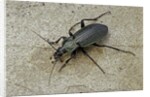 Carabus morbillosus cheminorum (ground beetle) by Anonymous