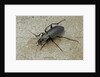 Carabus morbillosus cheminorum (ground beetle) by Anonymous