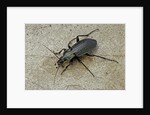 Carabus morbillosus cheminorum (ground beetle) by Anonymous