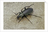 Carabus morbillosus cheminorum (ground beetle) by Anonymous