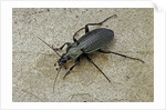 Carabus morbillosus cheminorum (ground beetle) by Anonymous