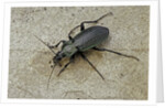 Carabus morbillosus cheminorum (ground beetle) by Anonymous