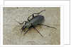Carabus morbillosus cheminorum (ground beetle) by Anonymous