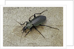 Carabus morbillosus cheminorum (ground beetle) by Anonymous