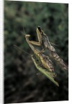 Mantis religiosa (praying mantis) - mating by Anonymous