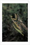Mantis religiosa (praying mantis) - mating by Anonymous