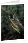 Mantis religiosa (praying mantis) - mating by Anonymous