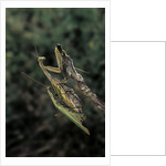 Mantis religiosa (praying mantis) - mating by Anonymous