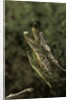 Mantis religiosa (praying mantis) - mating by Anonymous