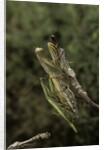 Mantis religiosa (praying mantis) - mating by Anonymous
