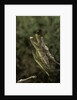 Mantis religiosa (praying mantis) - mating by Anonymous