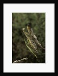 Mantis religiosa (praying mantis) - mating by Anonymous
