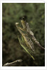 Mantis religiosa (praying mantis) - mating by Anonymous