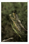 Mantis religiosa (praying mantis) - mating by Anonymous