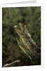 Mantis religiosa (praying mantis) - mating by Anonymous